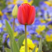 tulipan-4.jpg
